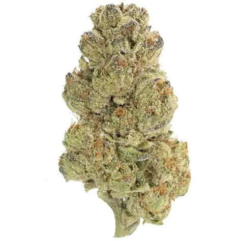 Starburst - THCa Flower